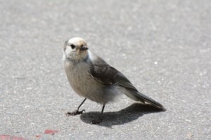 Jay, Gray, 2015-05318874 Rocky Mountain National Park, CO